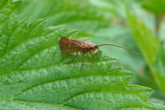 Anabolia