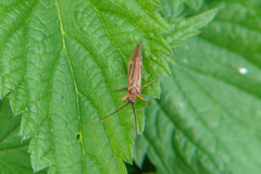 Anabolia
