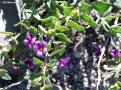 Melosperma andicola