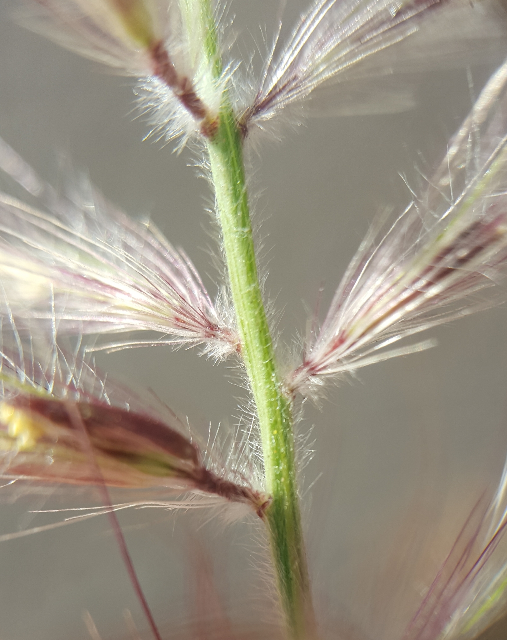 (c) François Rousseu, certains droits réservés (CC BY-NC) https://www.inaturalist.org/observations/105921140