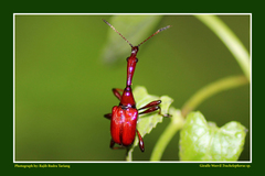 Trachelophorini