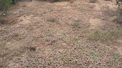 Portulaca quadrifida