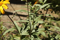 Aldama revoluta