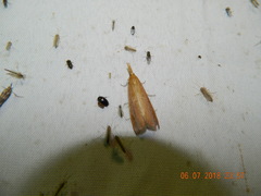Schoenobius gigantella
