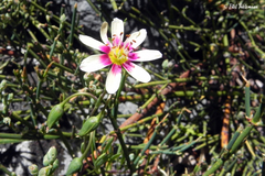 Montiopsis andicola