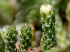 Kelleria tessellata