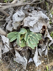 Dudleya arizonica