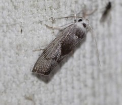 Xylorycta apheles
