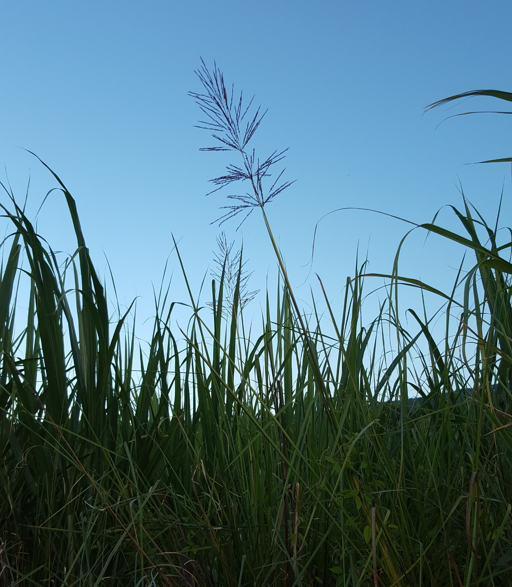(c) François Rousseu, certains droits réservés (CC BY-NC) https://www.inaturalist.org/observations/105921368