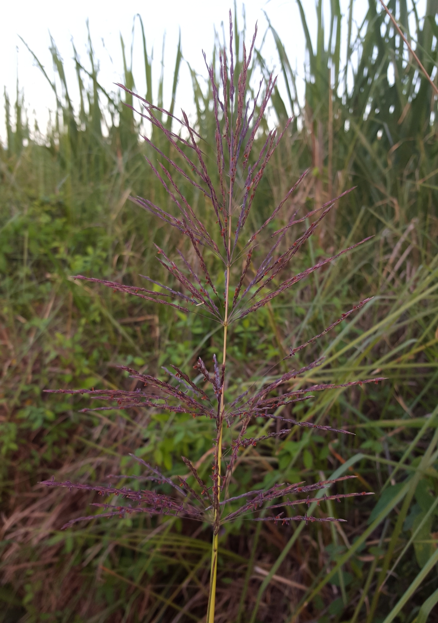 (c) François Rousseu, certains droits réservés (CC BY-NC) https://www.inaturalist.org/observations/105921368