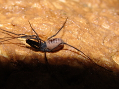 Ischyropsalis strandi