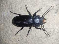 Mallodon chevrolatii