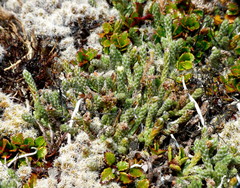Kelleria tessellata