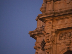 Falco peregrinus