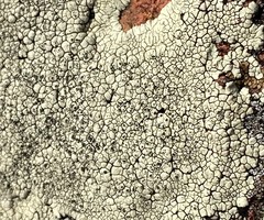 Lecanora oreinoides