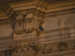 Falco peregrinus