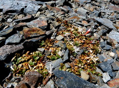 Epilobium margaretiae