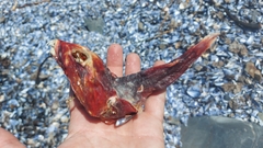 Chorisochismus dentex