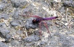 Trithemis annulata haematina