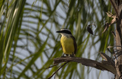 Pitangus sulphuratus