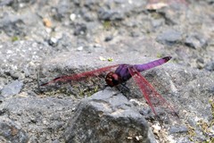 Trithemis annulata haematina