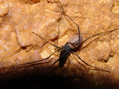 Ischyropsalis strandi