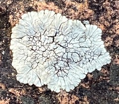 Lecanora oreinoides