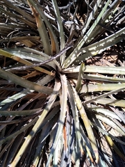 Dyckia