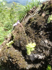 Pinguicula moranensis