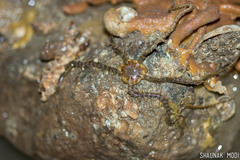 Macrophiothrix