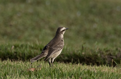 Mimus saturninus