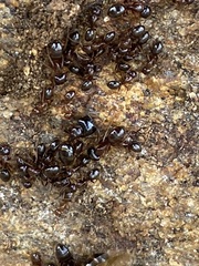 Camponotus johnsoni