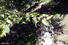 Nothofagus glauca