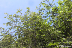 Nothofagus glauca