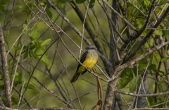 Tyrannus melancholicus