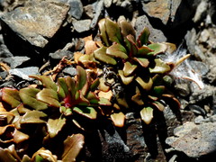 Epilobium margaretiae