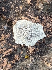 Lecanora oreinoides