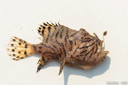 Antennarius indicus
