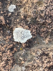 Lecanora oreinoides