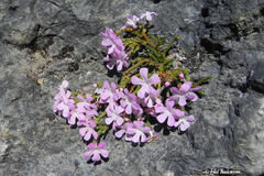 Ourisia microphylla