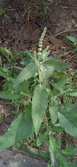 Buddleja crotonoides