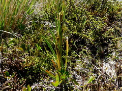 Aciphylla anomala