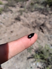 Ocypetes crassicollis