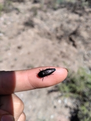 Ocypetes crassicollis