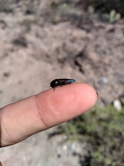 Ocypetes crassicollis