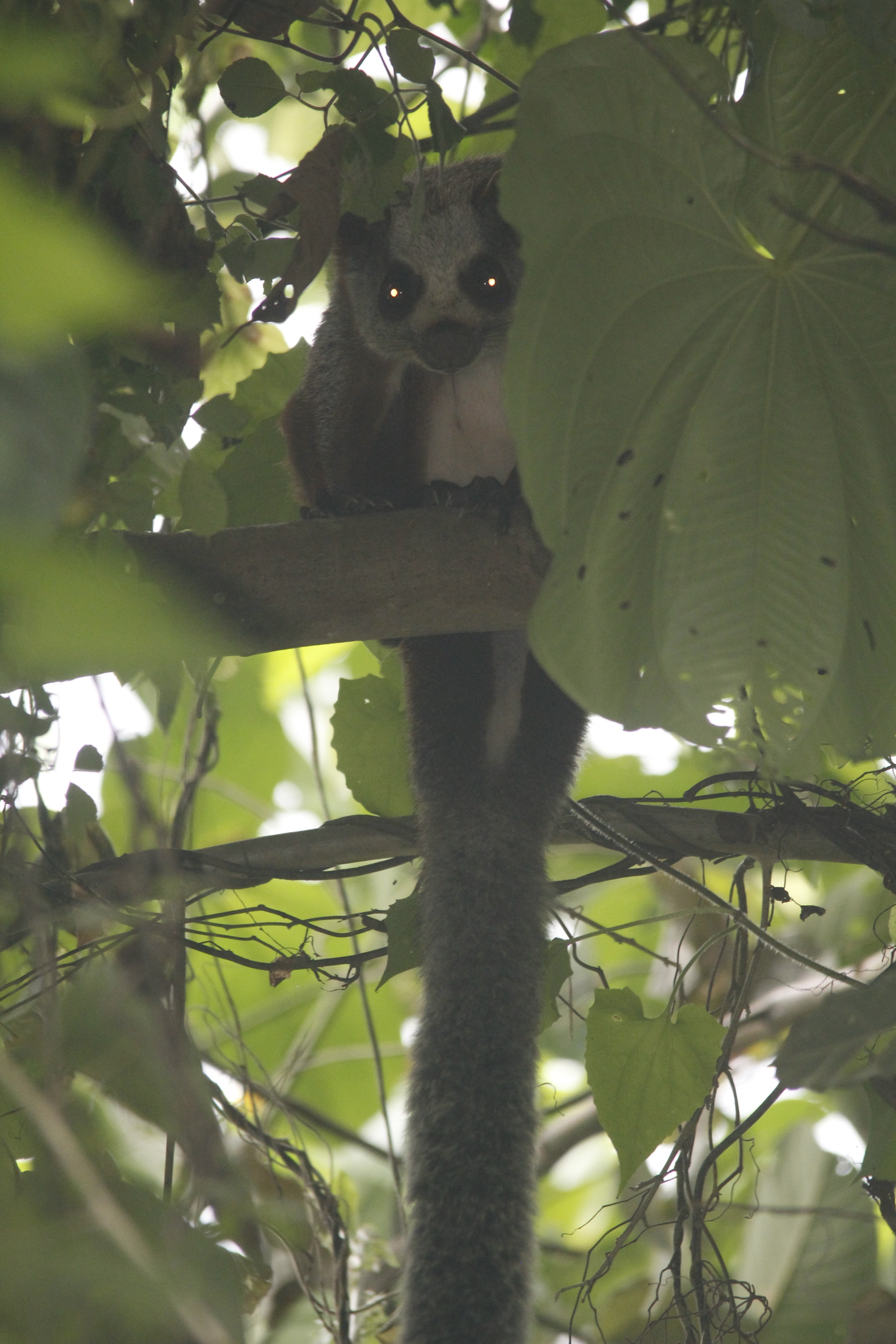 Red giant flying squirrel