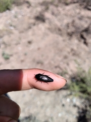 Ocypetes crassicollis