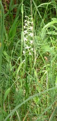 Platanthera chlorantha