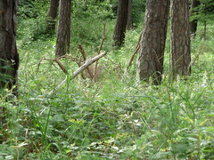 Platanthera chlorantha