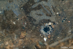 Anthopleura anjunae